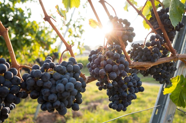 Organic Red Grapes (l bunch)